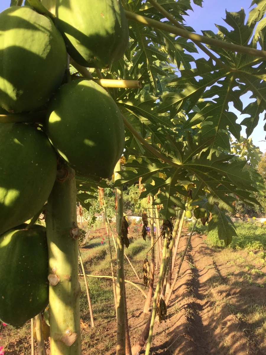 large papayas on our homegrow trees 1200